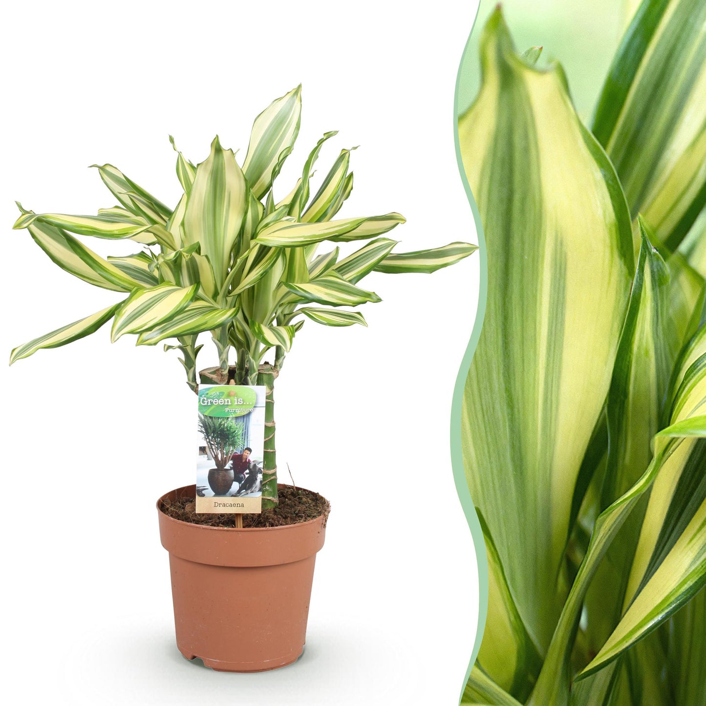 Dracaena fragrans Diamond Dream plante d'intérieur en pot 17cm, feuillage panaché vert et argent, hauteur 50-55cm