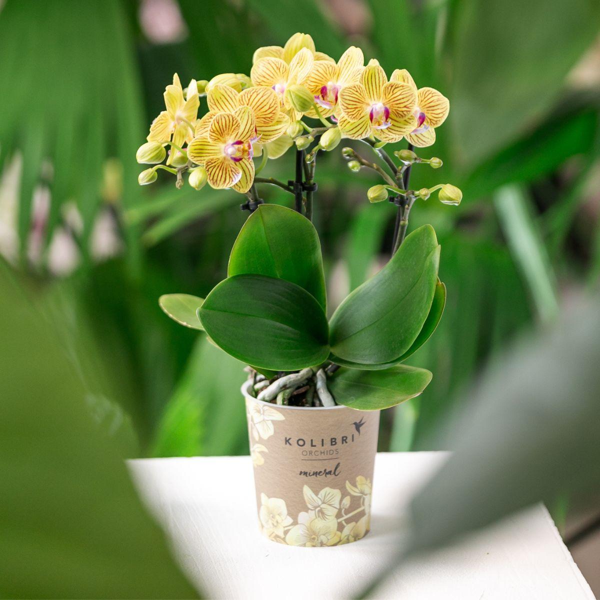 Orchidée Phalaenopsis jaune en pot