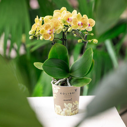 Orchidée Phalaenopsis jaune en pot