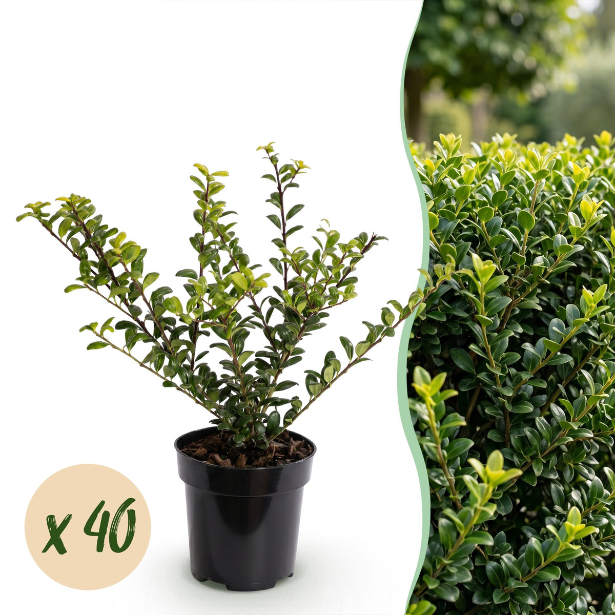 Ilex crenata Golden Gem en pot, montrant 40 plants et une photo de haie dense et feuillue pour un jardin plein de vie.