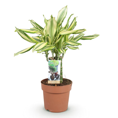 Plantes d'intérieur - Dracaena fragrans Diamond Dream - Dragonnier - Peu d'entretien - Panaché - 1 Plante - Pot 17cm - Hauteur 50-55cm