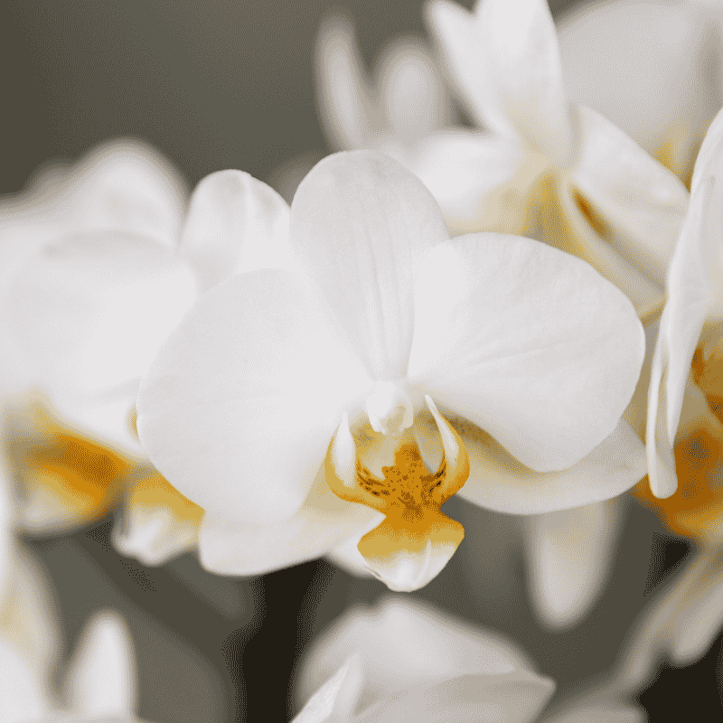Orchidée Phalaenopsis 'Lausanne' blanche aux nombreuses fleurs, pot 12 cm