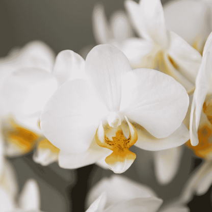 Orchidée Phalaenopsis 'Lausanne' blanche aux nombreuses fleurs, pot 12 cm