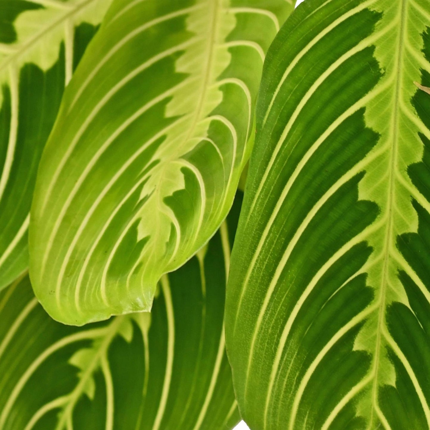 Gros plan sur les feuilles panachées vert vif et jaune citron de la Maranta Fascinator Lemon Lime