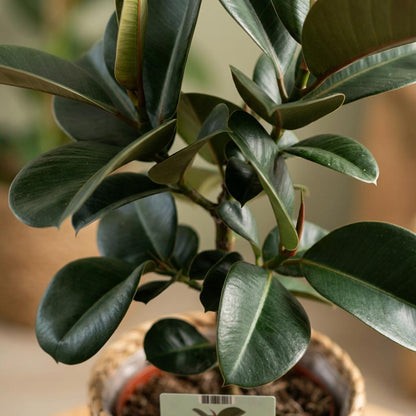 Plante d'intérieur - Plante caoutchouc - Ficus Elastica Cloe - Vert - Peu d'entretien - 1 Plante - avec Panier - Pot 19cm - Hauteur 65cm