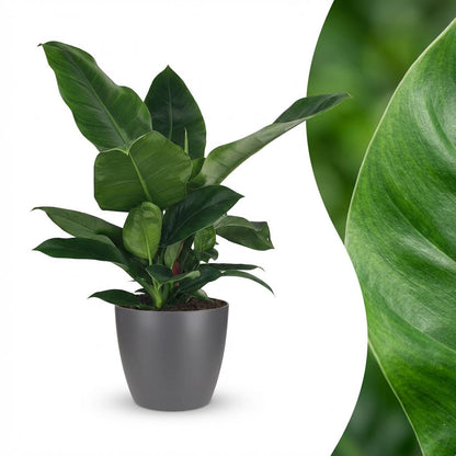 Plante d'intérieur - Philodendron - Philodendron Imperial Green - Vert - Entretien facile - 1 Plante - avec Potter Gris - Pot 19cm - Hauteur 65cm