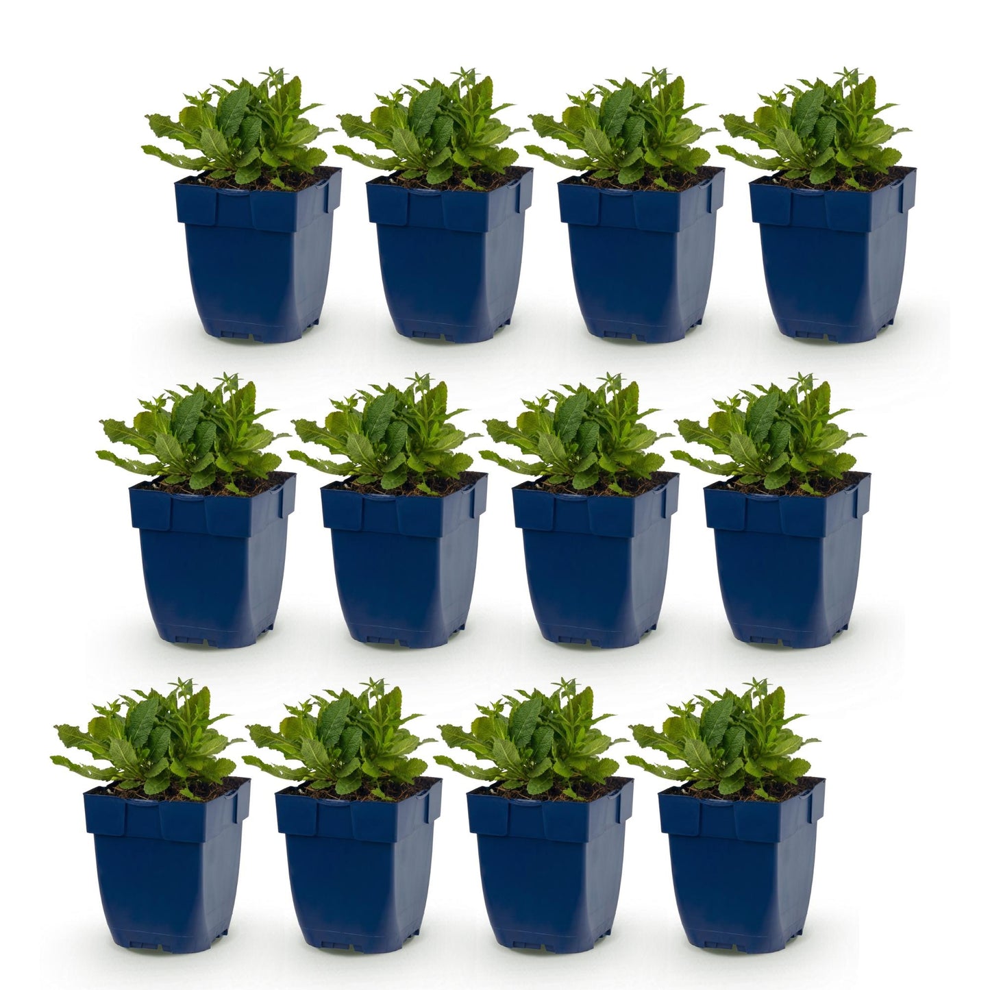 Salvia nem. Schneehügel : Lot de 12 plants de sauge vivace en pots bleus, avec des feuilles vertes, sur fond blanc. Attire abeilles et papil