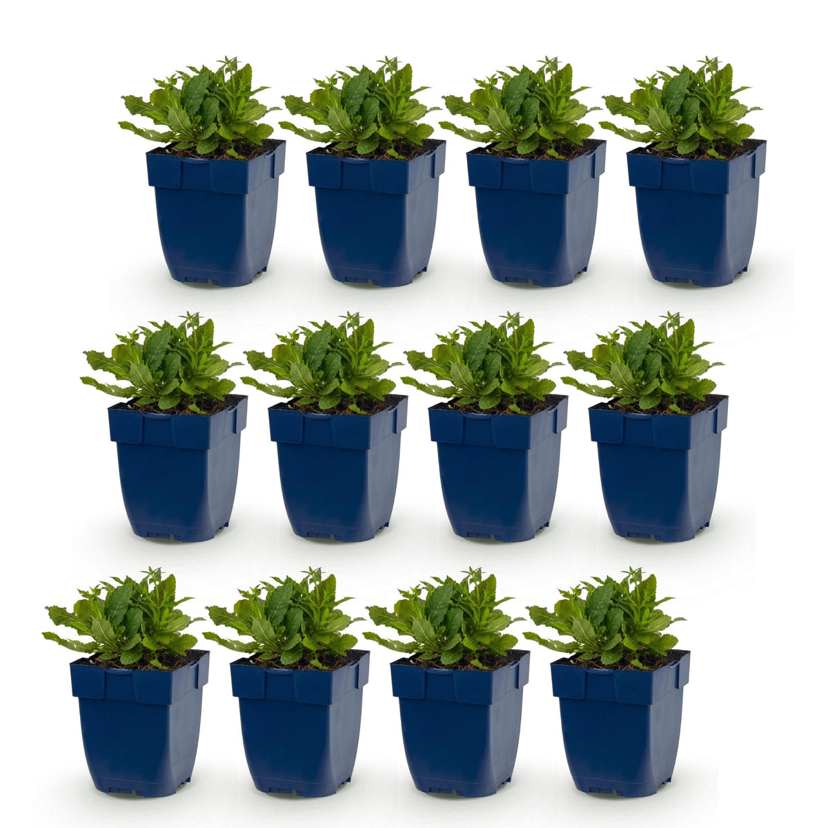 Salvia nem. Schneehügel : Lot de 12 plants de sauge vivace en pots bleus, avec des feuilles vertes, sur fond blanc. Attire abeilles et papil