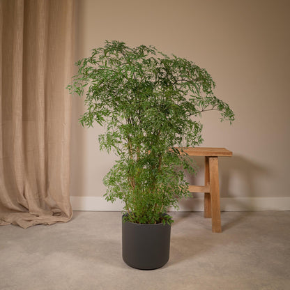 Polyscias fruticosa de 75 cm installé dans un salon lumineux, au pied d'un canapé
