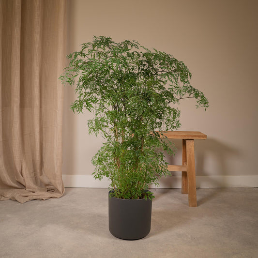 Polyscias fruticosa de 75 cm installé dans un salon lumineux, au pied d'un canapé
