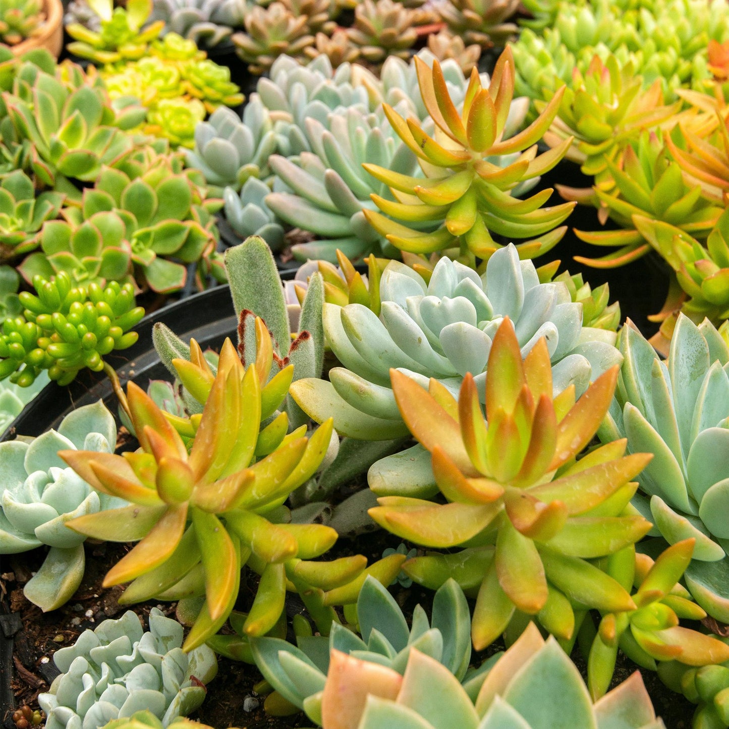 Collection de plantes succulentes variées en pot, avec des echeverias bleu-vert et des sedums aux teintes vertes et orangées, photographiées en gros plan dans un jardin.