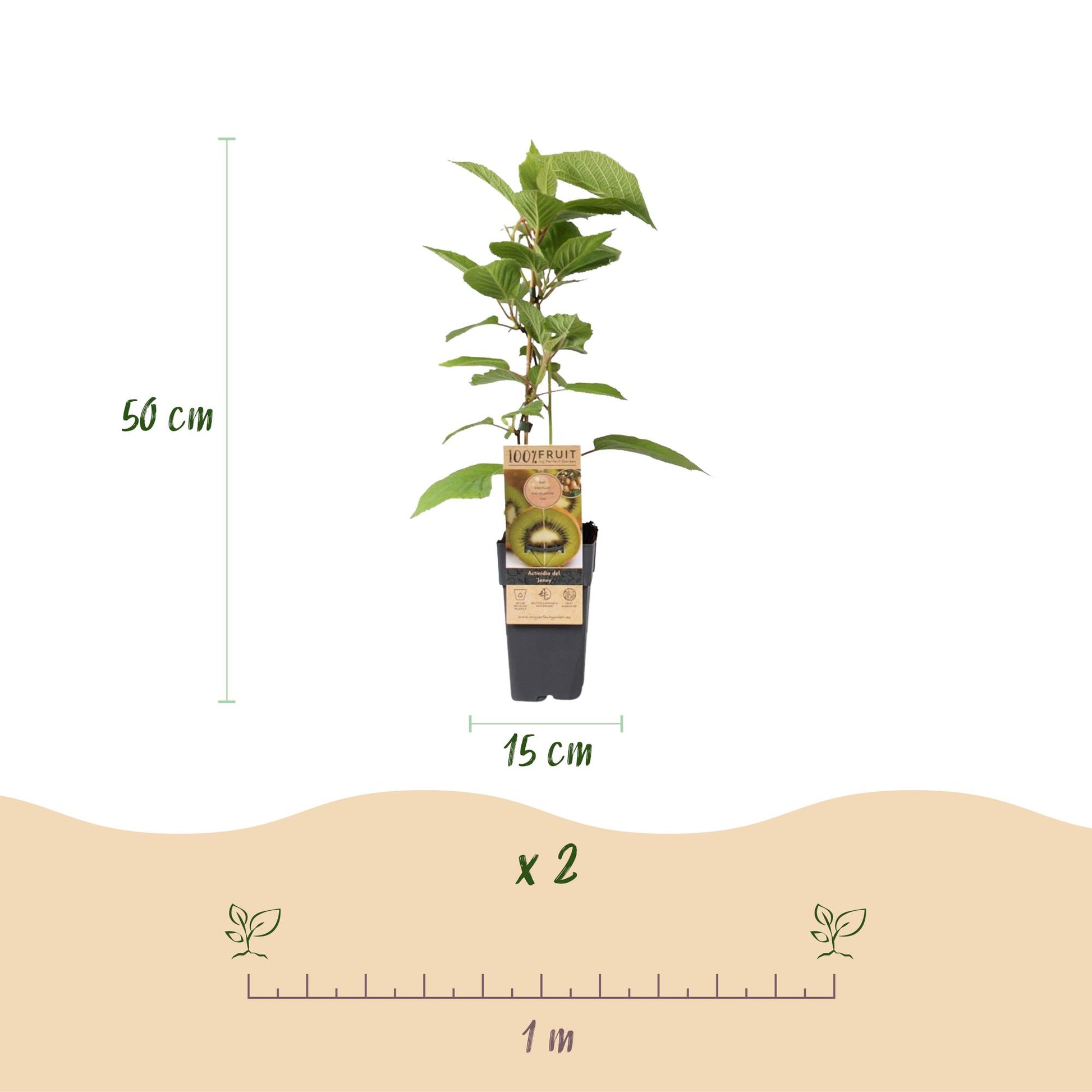 Actinidia deliciosa Jenny : infographie montrant un kiwiplant autofertile de 50 cm de haut en pot de 15 cm, vendu en lot de 2, et une règle 