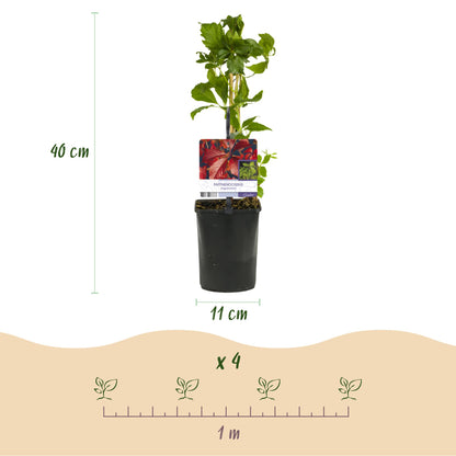 Parthenocissus Engelmannii : Jeune plant de vigne sauvage avec des feuilles vertes, pot de 11 cm de diamètre, hauteur de 40 cm, et espacemen