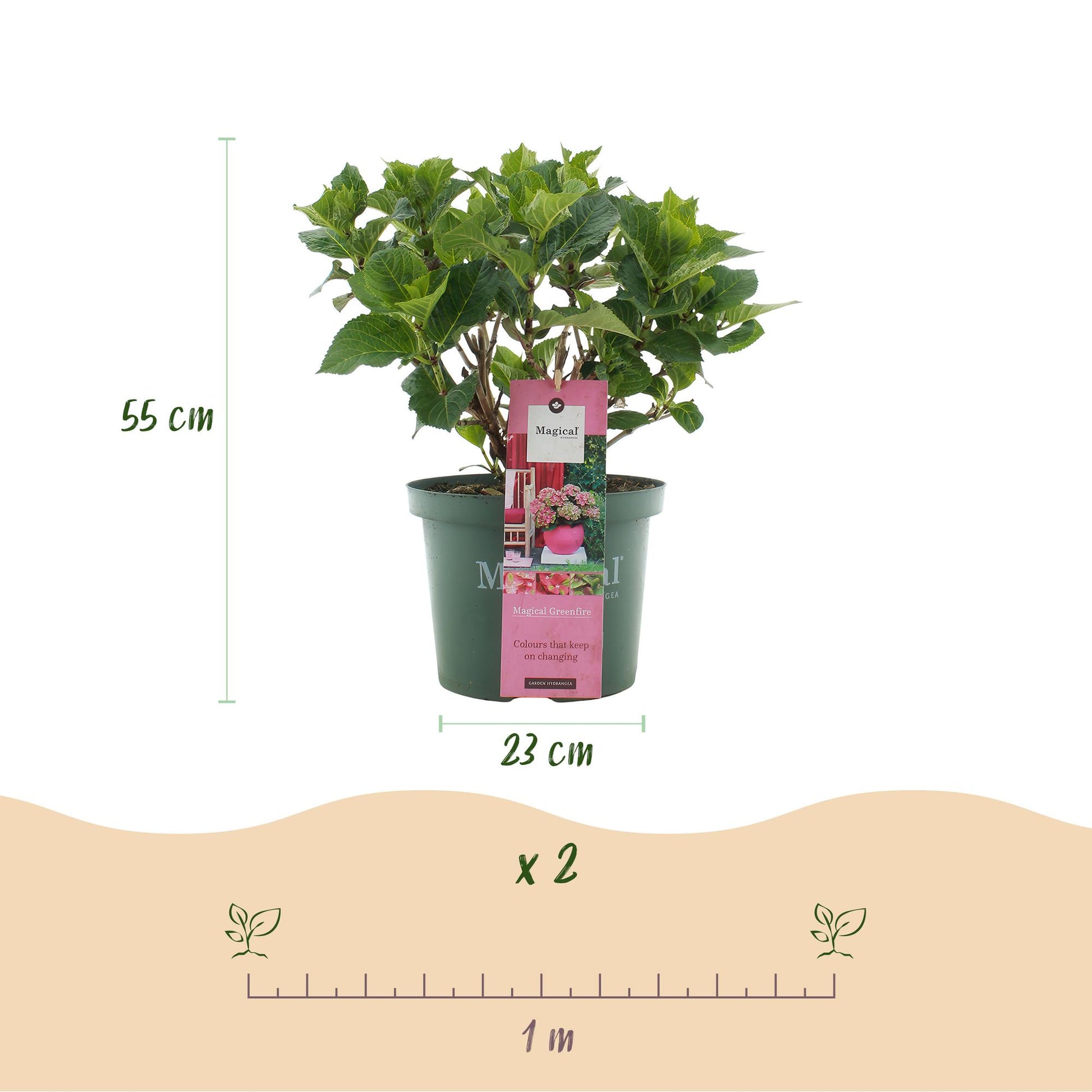 Hortensia Hydrangea Magical Green Fire. Schéma de la plante avec ses dimensions : 55 cm de haut, pot de 23 cm de diamètre. Indique un espace