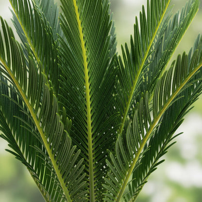 Gros plan détaillé sur le feuillage vert foncé et les tiges jaunes du Cycas revoluta Palmier