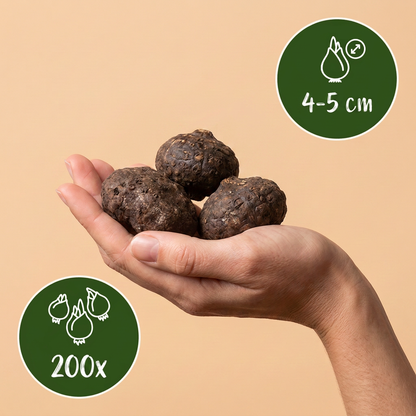 Bulbes d'Éranthe d'hiver Cilicica tenus dans une main, calibre 4-5 cm, lot de 200 bulbes.