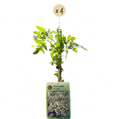 Jasmin officinal (Jasminum officinale) - grimpante parfumée