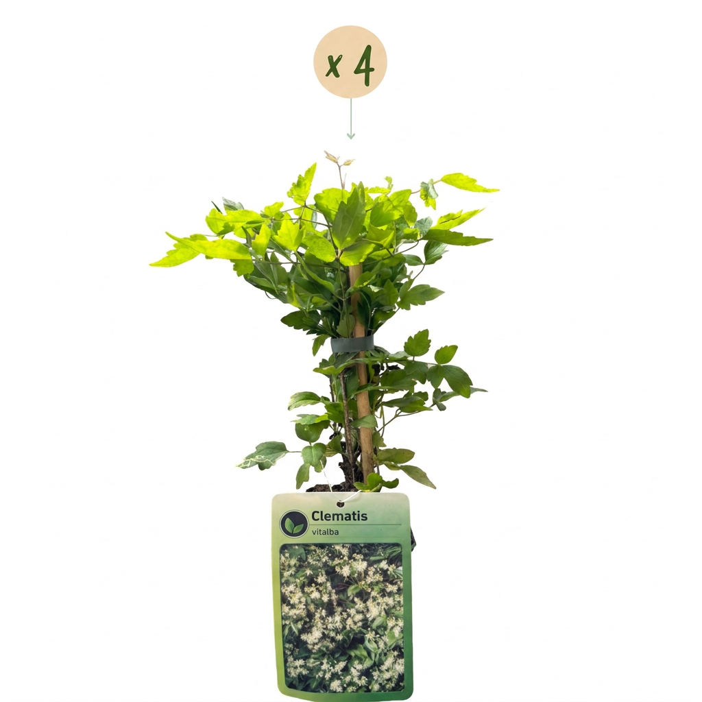 Clématite des haies (Clematis vitalba) - grimpante parfumée