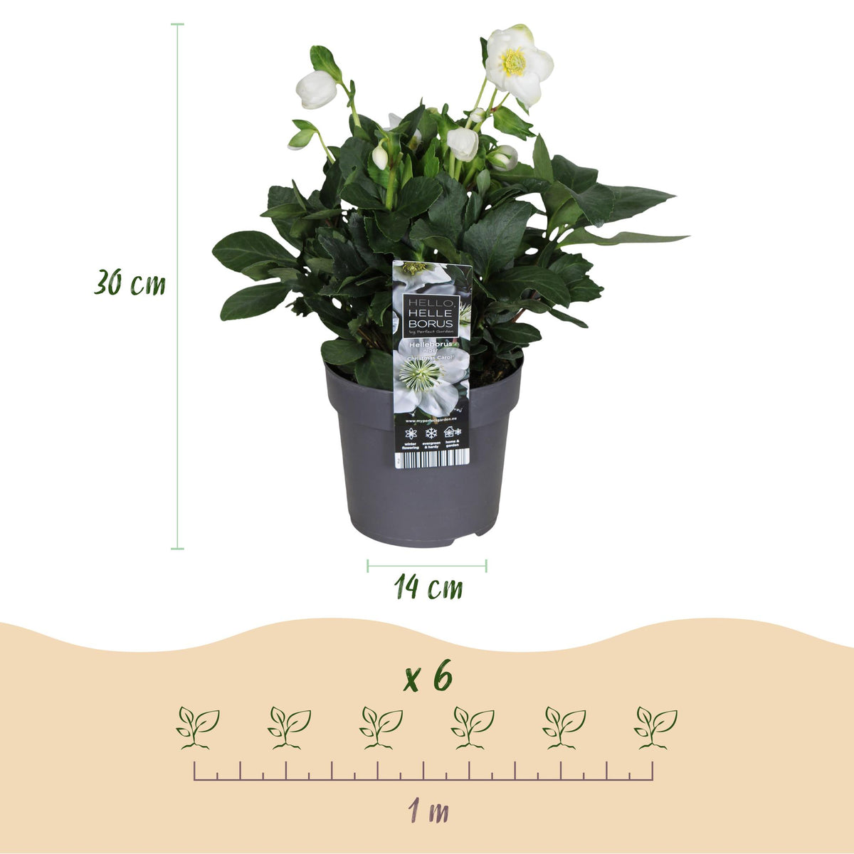 Dimensions de Rose de Noël 'Christmas Carol' en pot de 14 cm