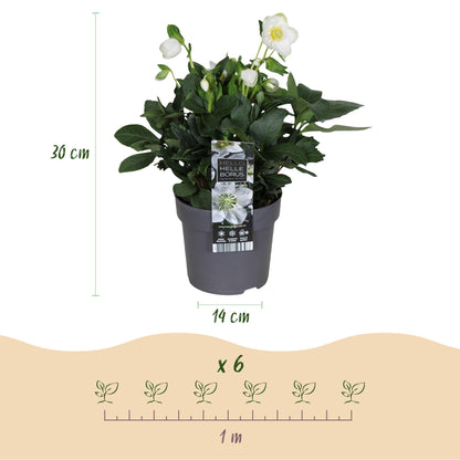 Dimensions de Rose de Noël 'Christmas Carol' en pot de 14 cm