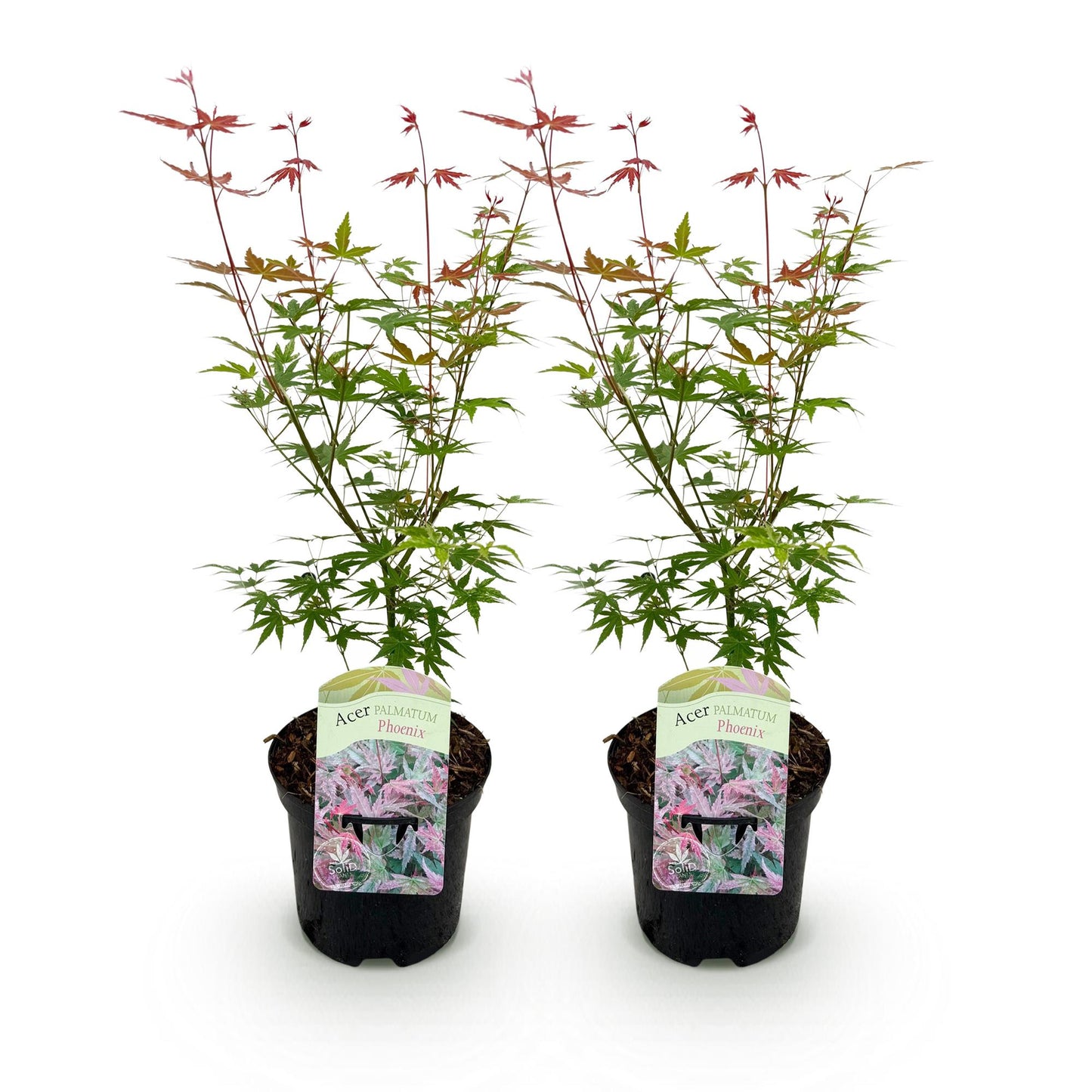Erable du Japon Acer palmatum Phoenix. Deux jeunes plants en pots noirs, alignés sur un fond blanc uni, prêts à être plantés.