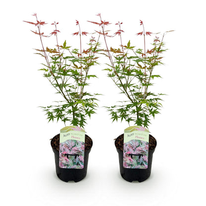 Erable du Japon Acer palmatum Phoenix. Deux jeunes plants en pots noirs, alignés sur un fond blanc uni, prêts à être plantés.