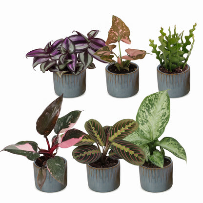 Box surprise plantes en pot de 6 cm, 6 plantes, cache-pot bleu gris