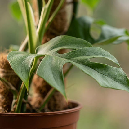 Plante d'intérieur - Mini Monstera - Monstera Minima sur Tuteur - Vert - Entretien facile - 1 Plante - Pot 19cm - Hauteur 90cm