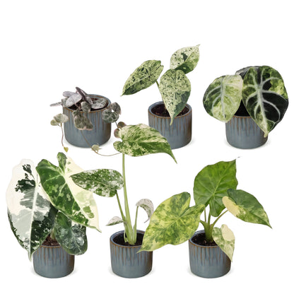 Bébés plantes panachées en pot de 6 cm, 6 plantes, cache-pot bleu gris