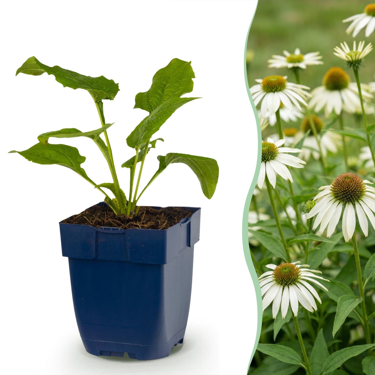 Echinacea purp. Alba : jeune plant en pot à gauche, et champs de fleurs blanches matures à droite.