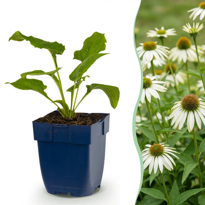 Echinacea purp. Alba : jeune plant en pot à gauche, et champs de fleurs blanches matures à droite.