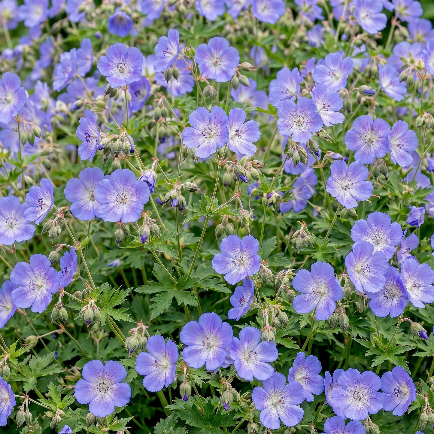 Géranium 'Rozanne' : gros plan sur un tapis de fleurs violet clair aux cœurs blancs, avec un feuillage vert dense en arrière-plan.