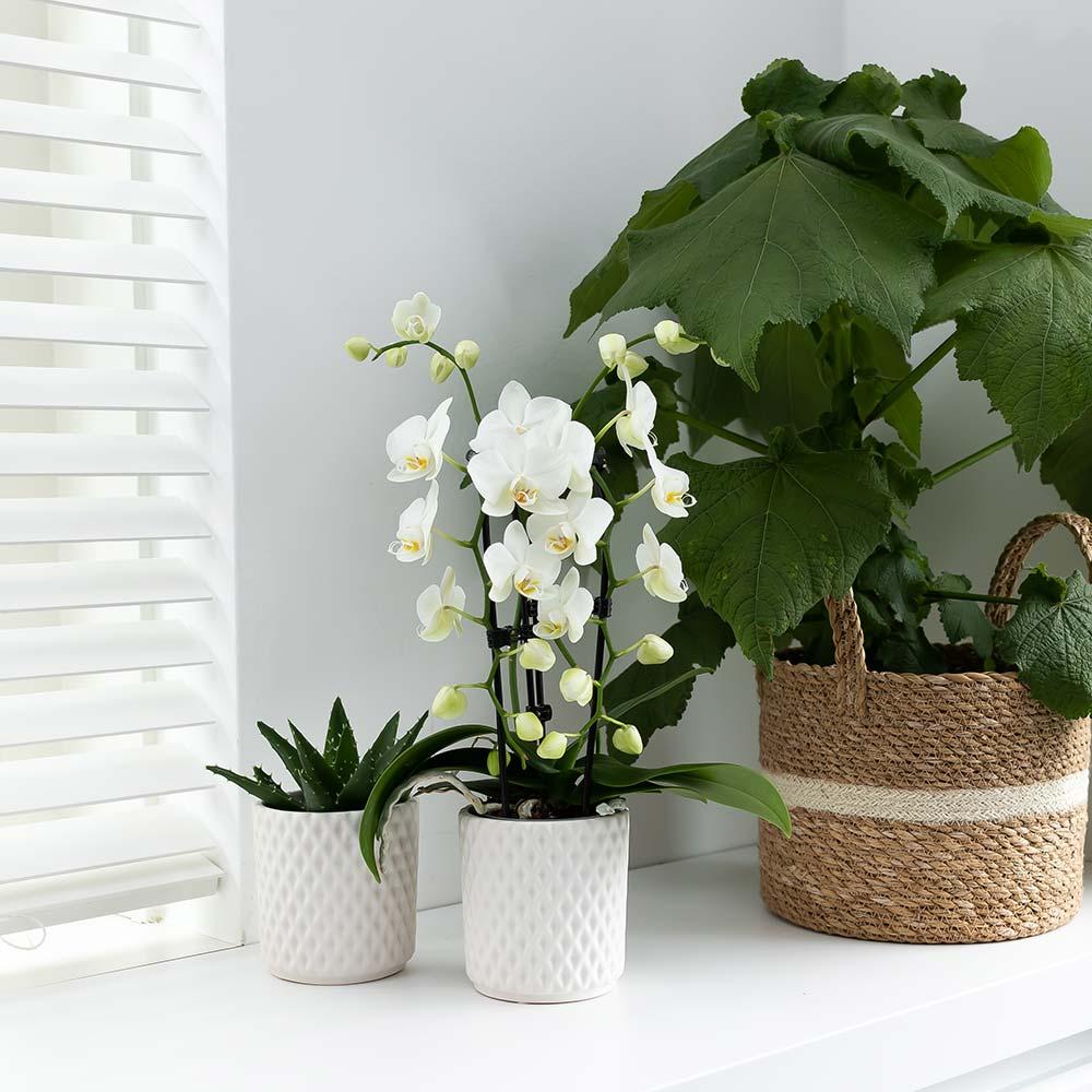 Orchidée Phalaenopsis blanche en pot