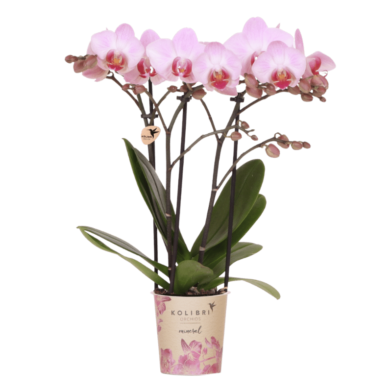 Orchidée Phalaenopsis 'Antwerp' rose tendre, pot 9 cm