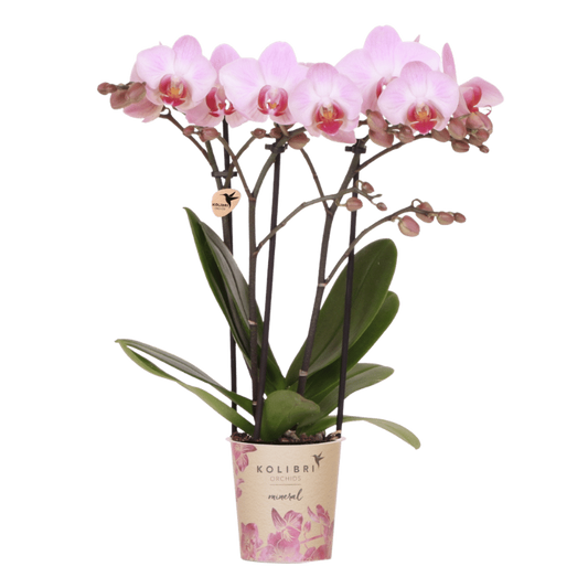 Orchidée Phalaenopsis 'Antwerp' rose tendre, pot 9 cm