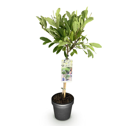 Magnolia stellata en pot de 19cm, d'une hauteur de 90cm, avec des feuilles vertes et un tuteur en bambou, sur fond blanc.