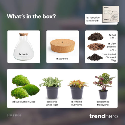 Kit terrarium lumineux Calathea et Fittonia, bocal Erlenmeyer à bouchon LED, hauteur 30 cm