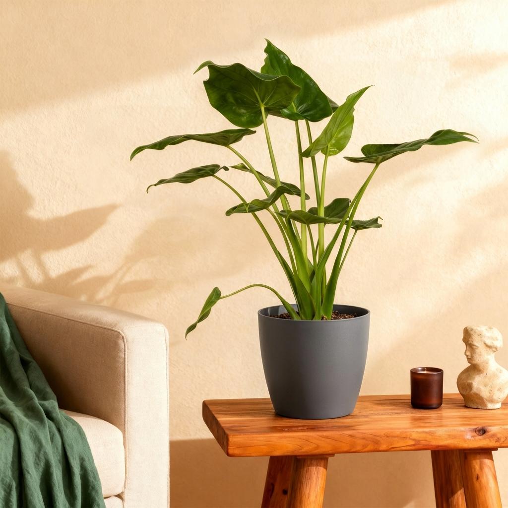 Plantes d'intérieur - Alocasia Cucullata - Main de Bouddha - Peu d'entretien- Vert - 1 Plante - avec Pot Gris - Pot 21cm - Hauteur 65-70cm