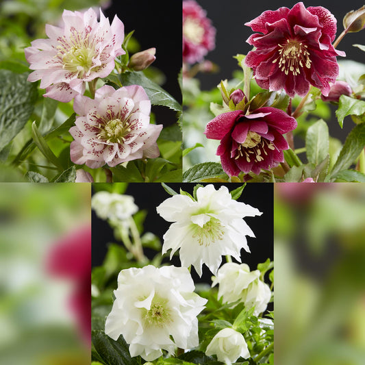 Lot de 3 Roses de Carême doubles Helleborus orientalis en pot de 14 cm, fleurs rose, rouge et blanche