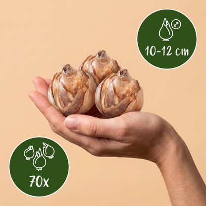 Bulbes de Mélange de bulbes pour jardin sec tenus dans une main, calibre 10-12 cm, lot de 70 bulbes.