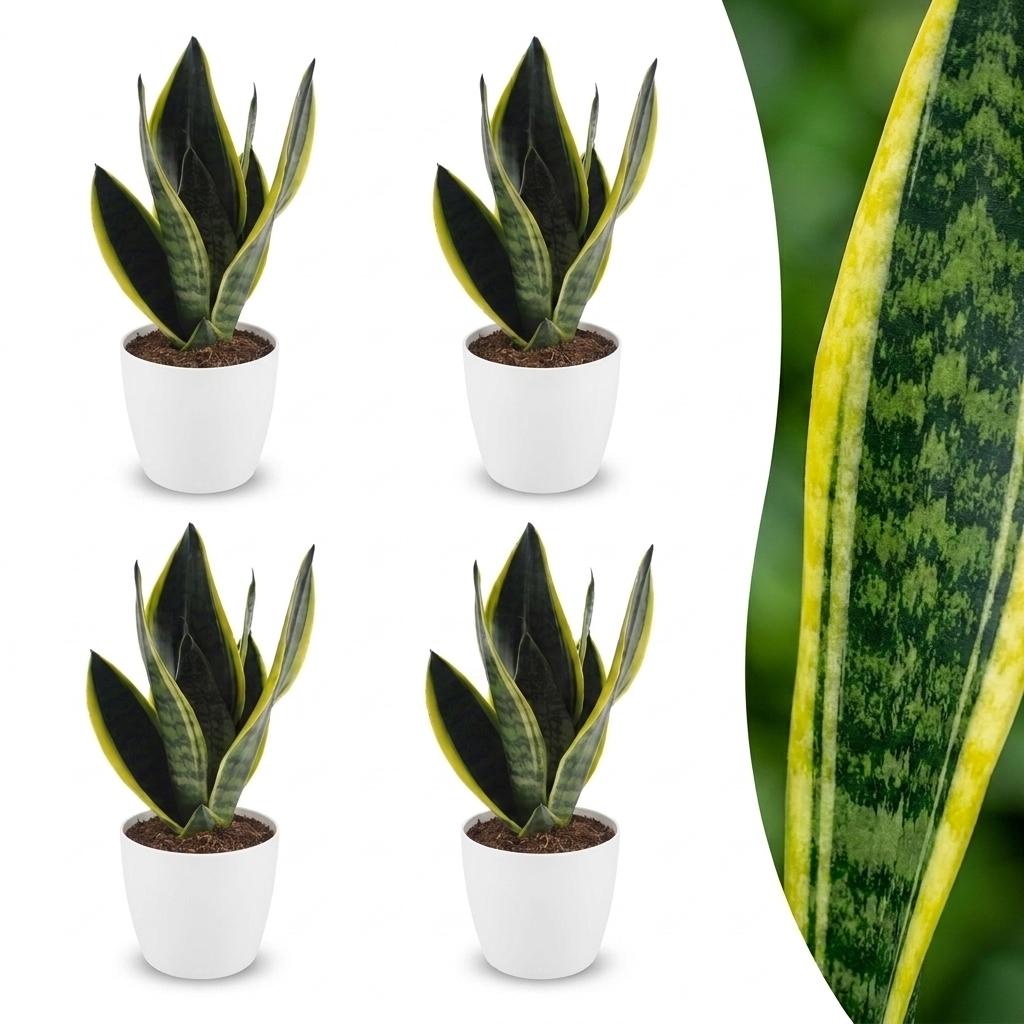 Quatre Sansevieria Futura Superba avec leur feuillage panaché vert et jaune, présentées dans des cache-pots blancs épurés