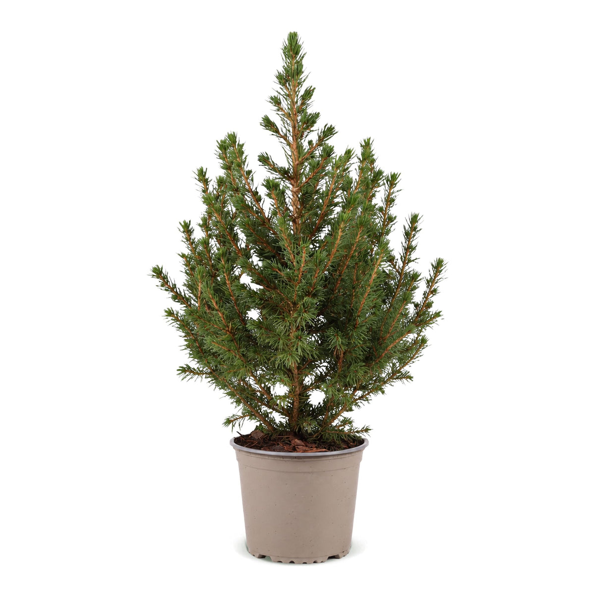 Épicéa de l'Alberta 'Conica' 1 sapin en pot de 13 cm