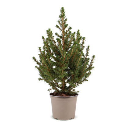 Épicéa de l'Alberta 'Conica' 1 sapin en pot de 13 cm