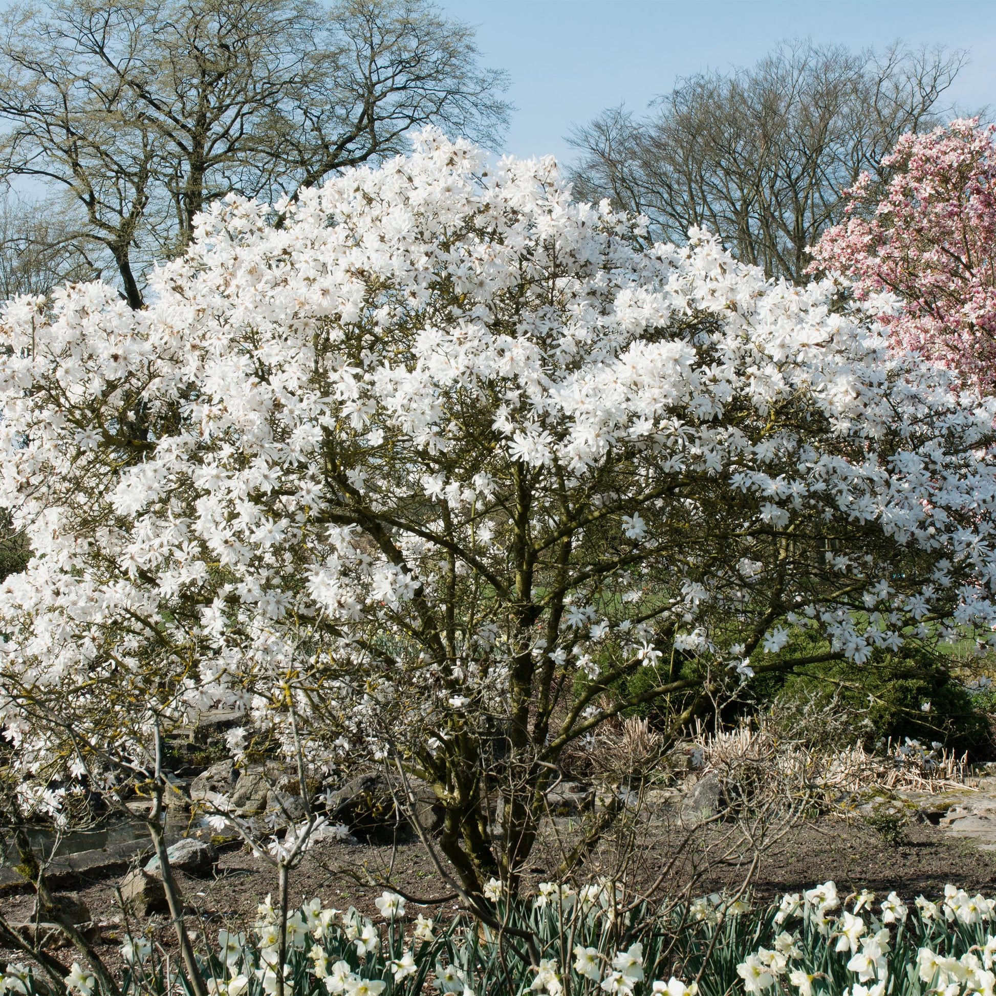 Magnolia Soulangiana blanc en pleine floraison dans un jardin printanier, entouré de jonquilles, avec un autre magnolia rose en arrière-plan