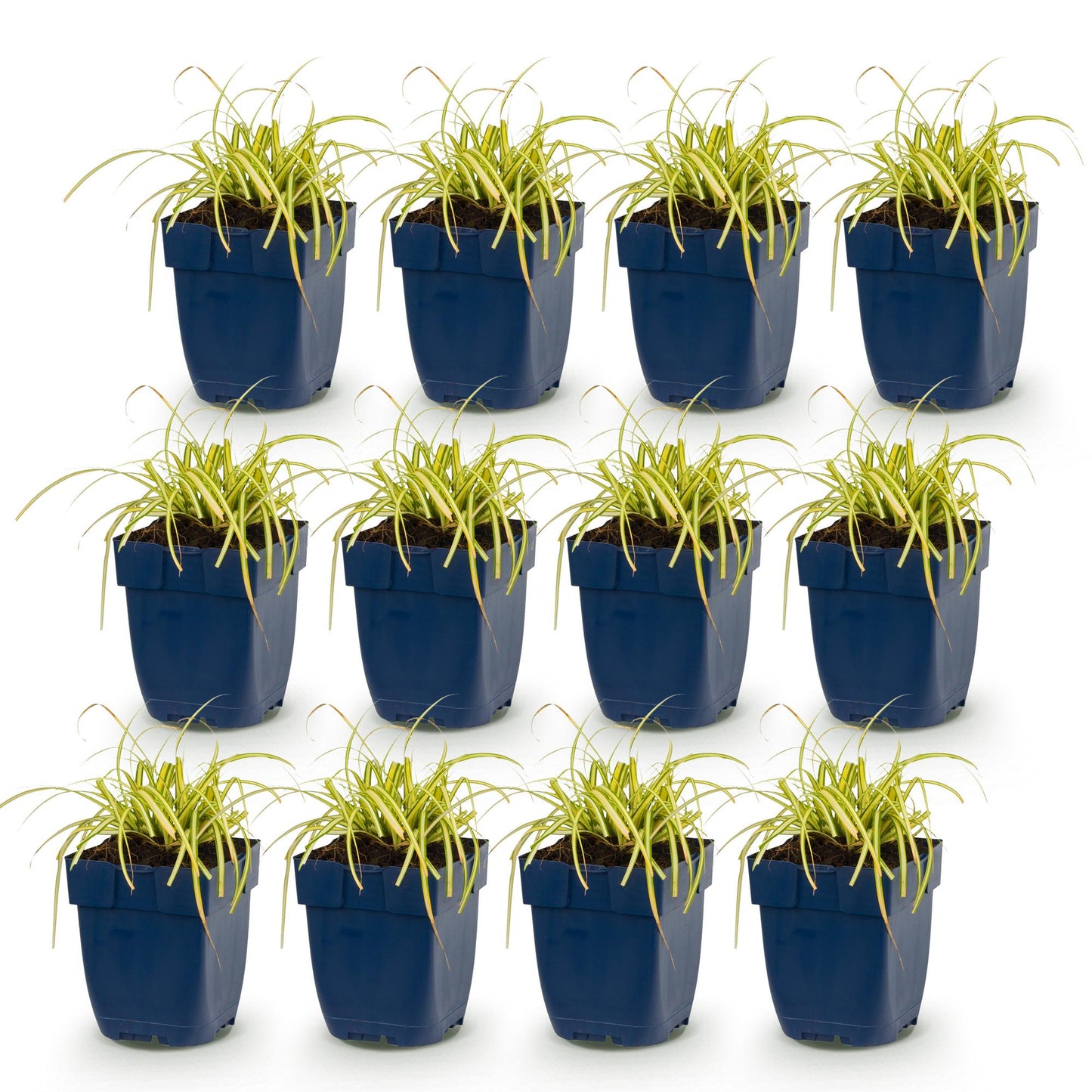 Carex oshimensis Evergold. Lot de 12 plants en pot de Jonc japonais aux feuilles persistantes jaune-vert, alignés sur fond blanc.
