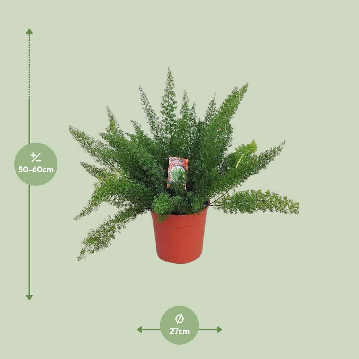 Dimensions de l'Asparagus 'Myersii' livré : pot de 27 cm et hauteur de 60 cm