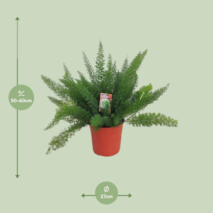Dimensions de l'Asparagus 'Myersii' livré : pot de 27 cm et hauteur de 60 cm