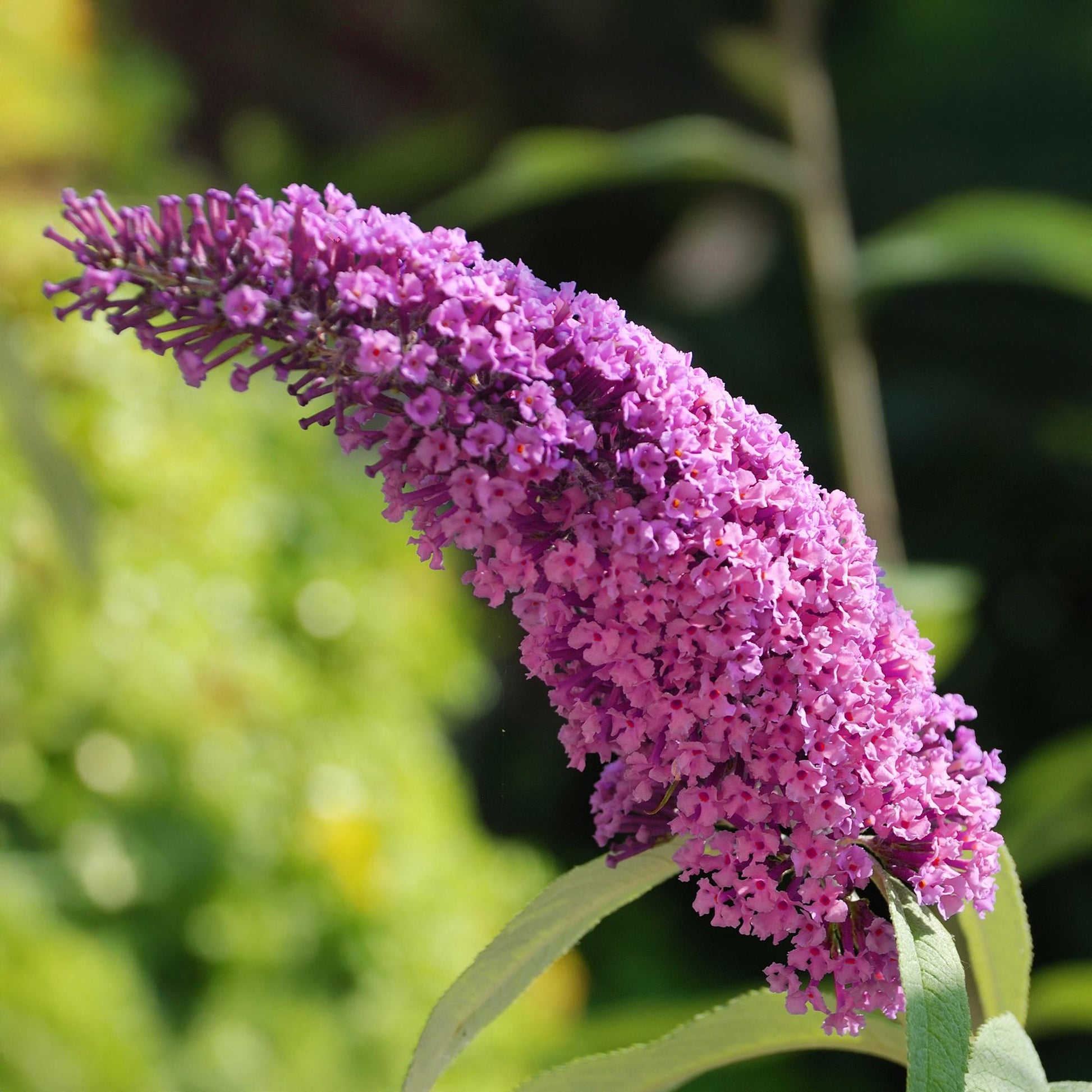 Buddleja davidii Pink Delight en gros plan, montrant une grappe de petites fleurs roses vibrantes. Feuillage vert flou en arrière-plan.