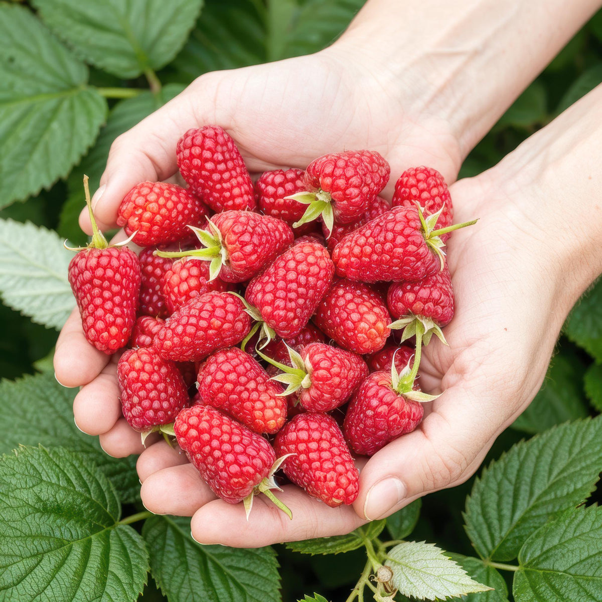 Framboisier Rubus idaeus Heritage. Une paire de mains tient une généreuse récolte de framboises rouges juteuses, cueillies dans le jardin.
