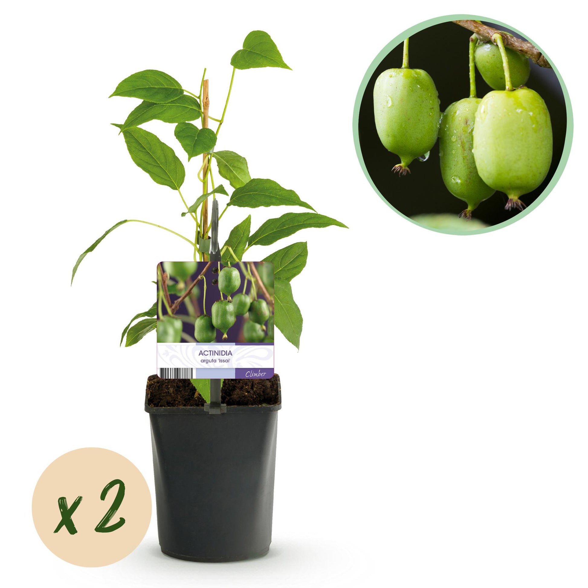 Actinidia arguta Issai, jeune plant de kiwi vendu par 2 en pot, avec en insert un gros plan des fruits verts mûrs.